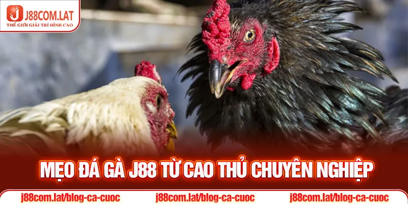 Đá gà J88 - Trải nghiệm cá cược tuyệt đỉnh nhất 2025 3 Mẹo đá gà J88 từ cao thủ chuyên nghiệp
