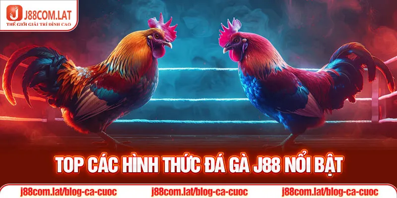 Đá gà J88 - Trải nghiệm cá cược tuyệt đỉnh nhất 2025 2 Top các hình thức đá gà J88 nổi bật